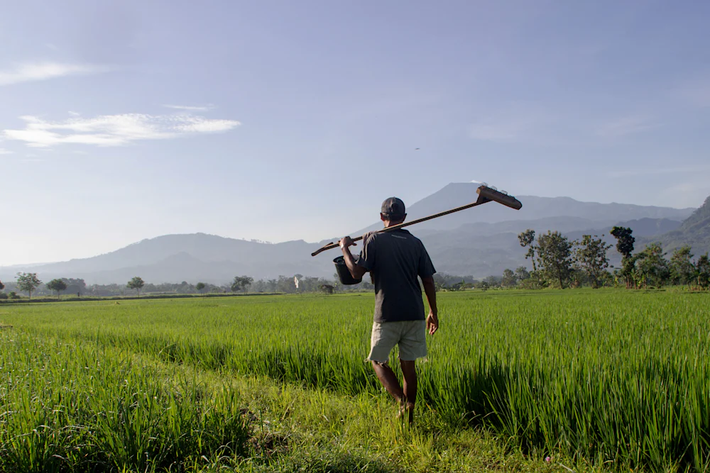A farmer carrying a tool through green rice rows.