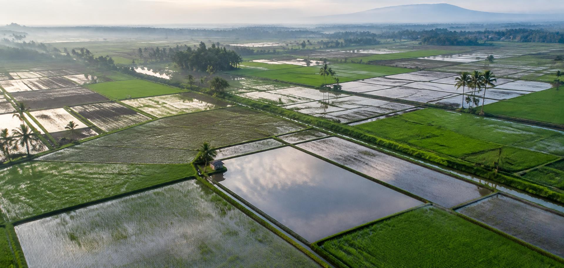 Illustrative aerial view across rice fields and irrigation channels