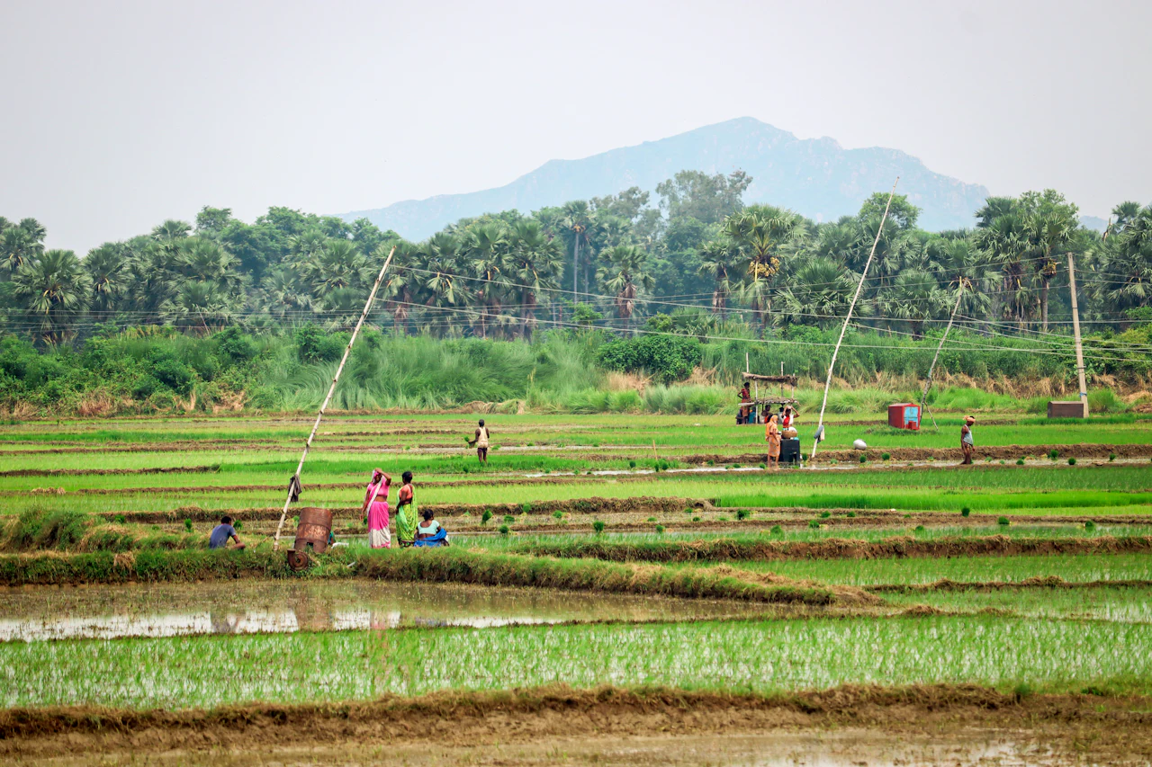 Farm workers across a wide landscape of rice paddies.